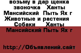 возьму в дар щенка-звоночка - Ханты-Мансийский, Пыть-Ях г. Животные и растения » Собаки   . Ханты-Мансийский,Пыть-Ях г.